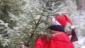 Разъяснения законодательства по вопросу заготовки "новогодних" елей