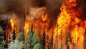 О предупреждении лесных пожаров и запрете пала сухой травы 